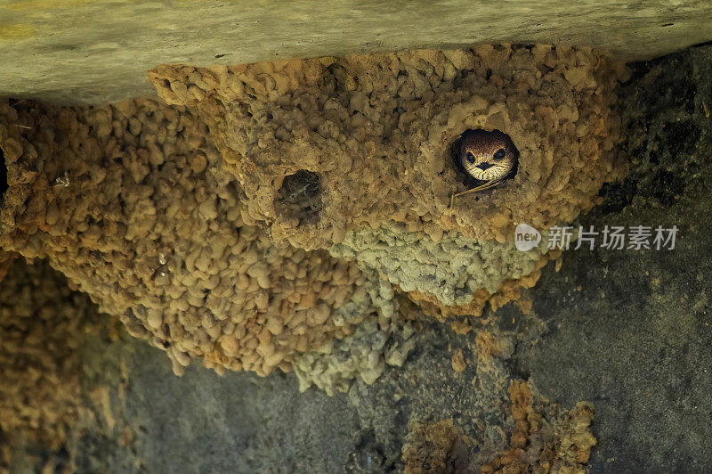 欢迎吞咽(Hirundo neoxena)